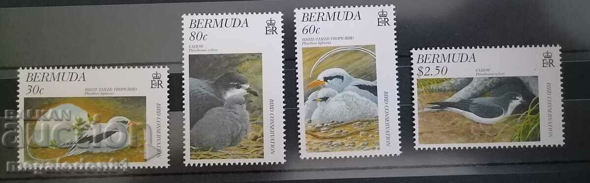 Бермуда - фауна, птици