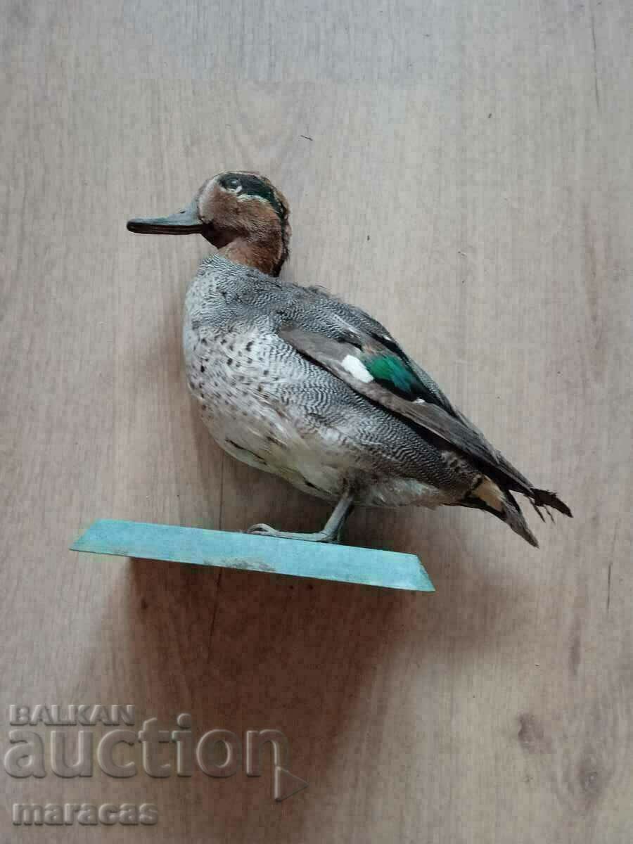 Rață umplută cu preț 55.00 BGN | € 28.12 Rață umplută cu preț 55.00 BGN | € 28.12