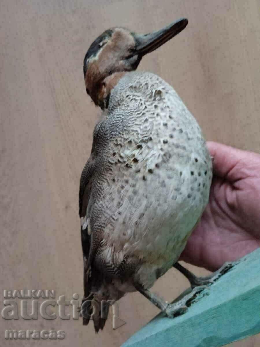 Licitație Rață umplută Licitație Rață umplută