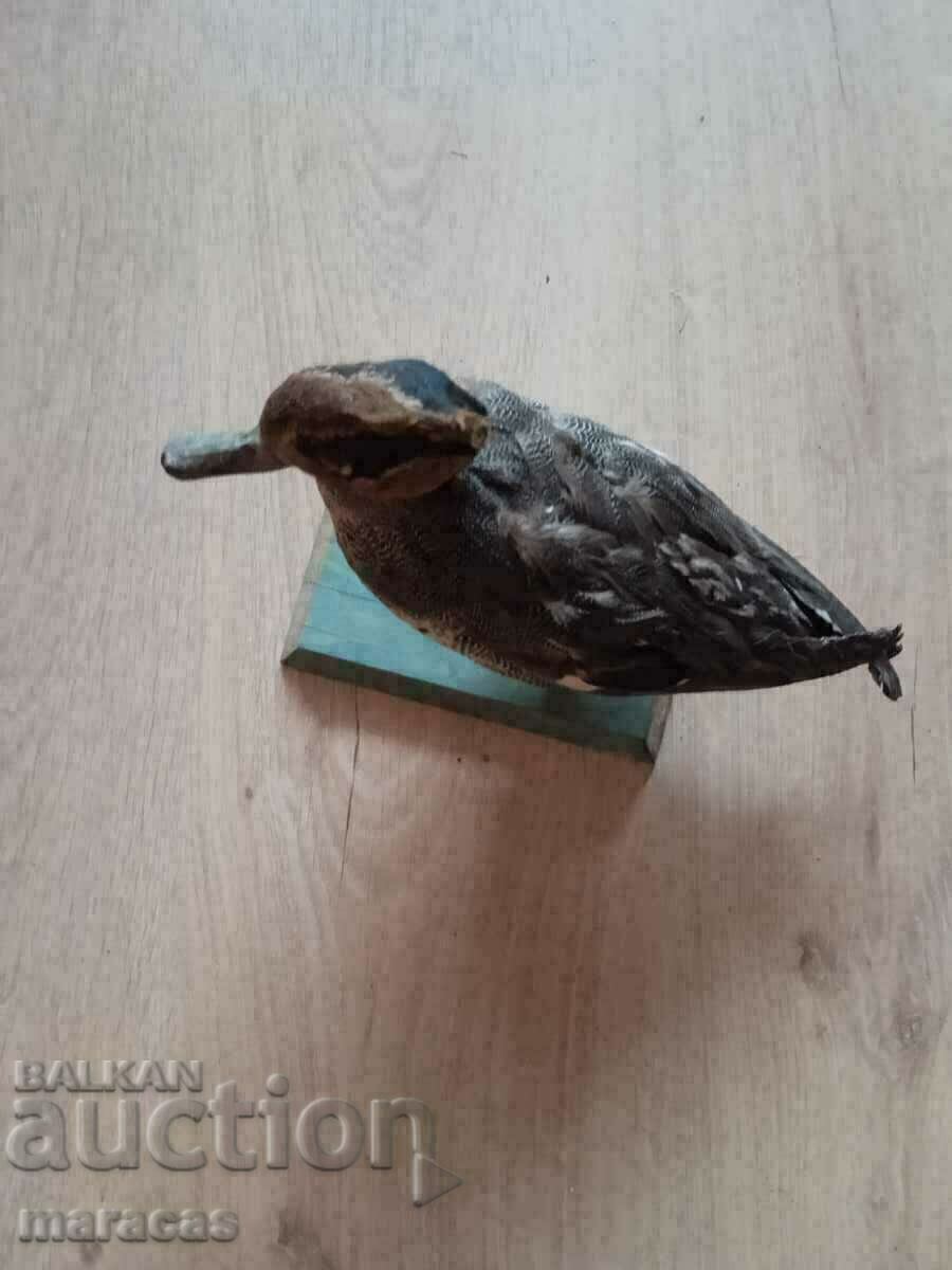 Rață umplută Rață umplută