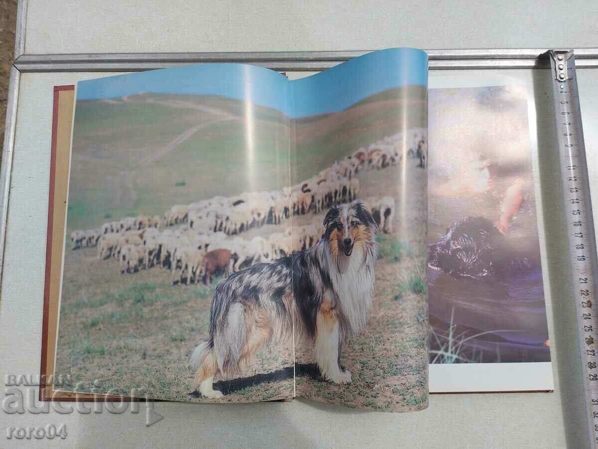 Delivery of OUR FAITHFUL FRIENDS - ALBUM