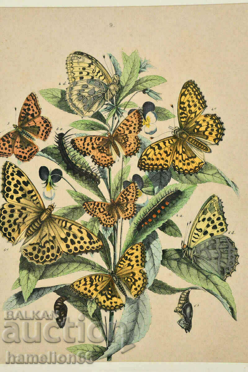 Lithography, butterflies, hand-colored with price 97.00 BGN | € 49.60 Lithography, butterflies, hand-colored with price 97.00 BGN | € 49.60