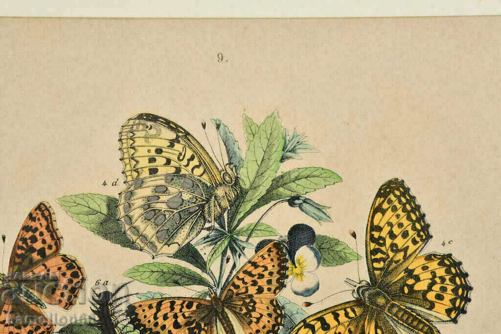 Auction Lithography, butterflies, hand-colored Auction Lithography, butterflies, hand-colored