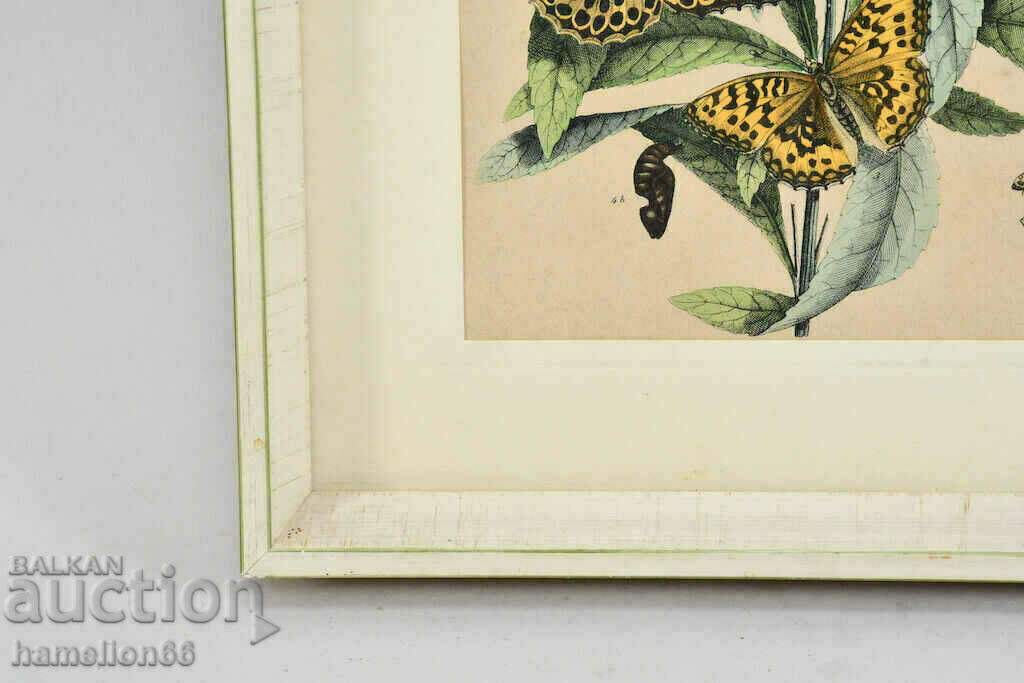 Lithography, butterflies, hand-colored - 6 Lithography, butterflies, hand-colored - 6