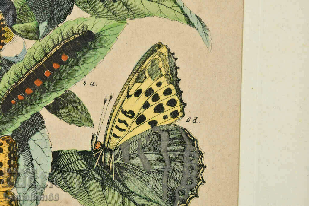 Lithography, butterflies, hand-colored - 7 Lithography, butterflies, hand-colored - 7