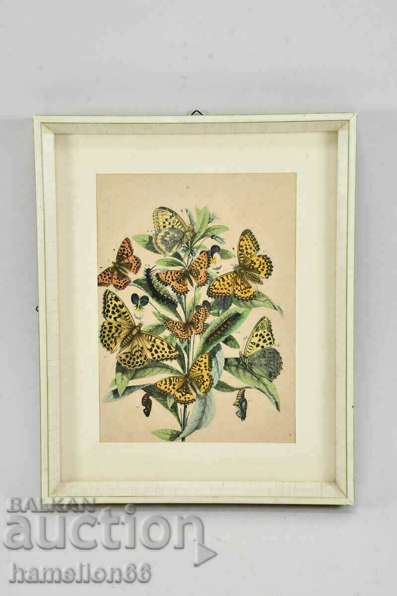 Λιθογραφία, πεταλούδες, στο χέρι