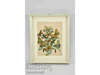 Lithography, butterflies, hand-colored
