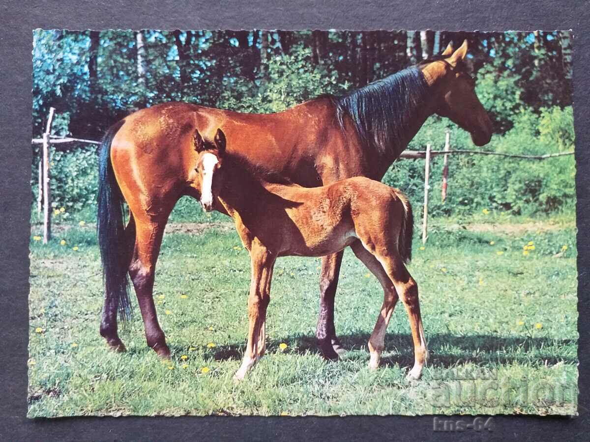 60's Horse Horses