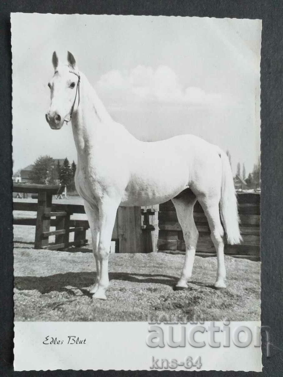 60's Horse Horses