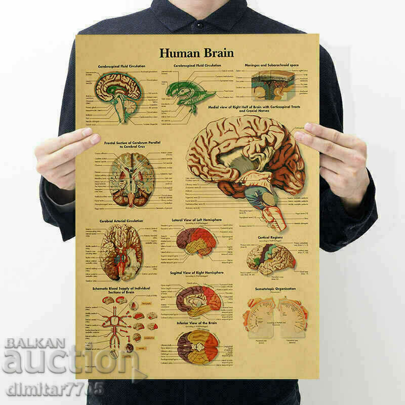 Постер плакат Мозък 50,5/35см.