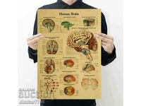 Постер плакат Мозък 50,5/35см.