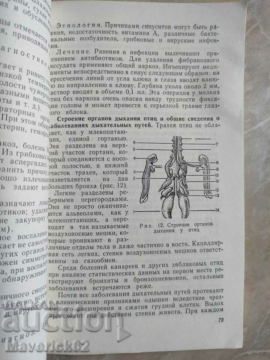 Auction Diseased songbirds and decorative birds Russian language Auction Diseased songbirds and decorative birds Russian language