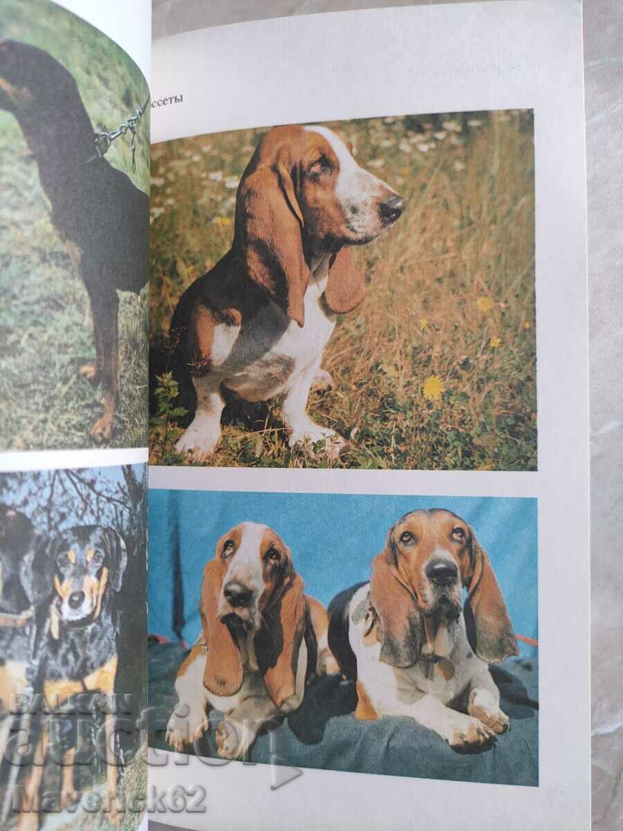 A book about hunting dogs, Beagle, in Russian - 5