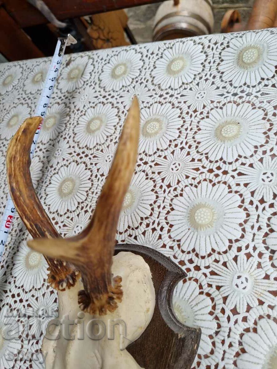 Trophy. Antlers with price € 25.00 | 48.90 BGN