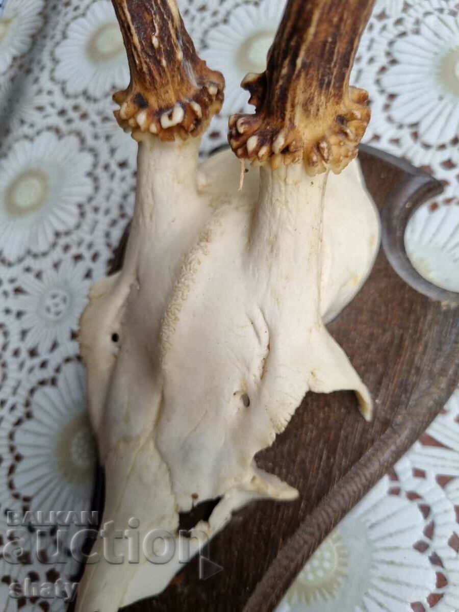 Auction Trophy. Horns. Auction Trophy. Horns.