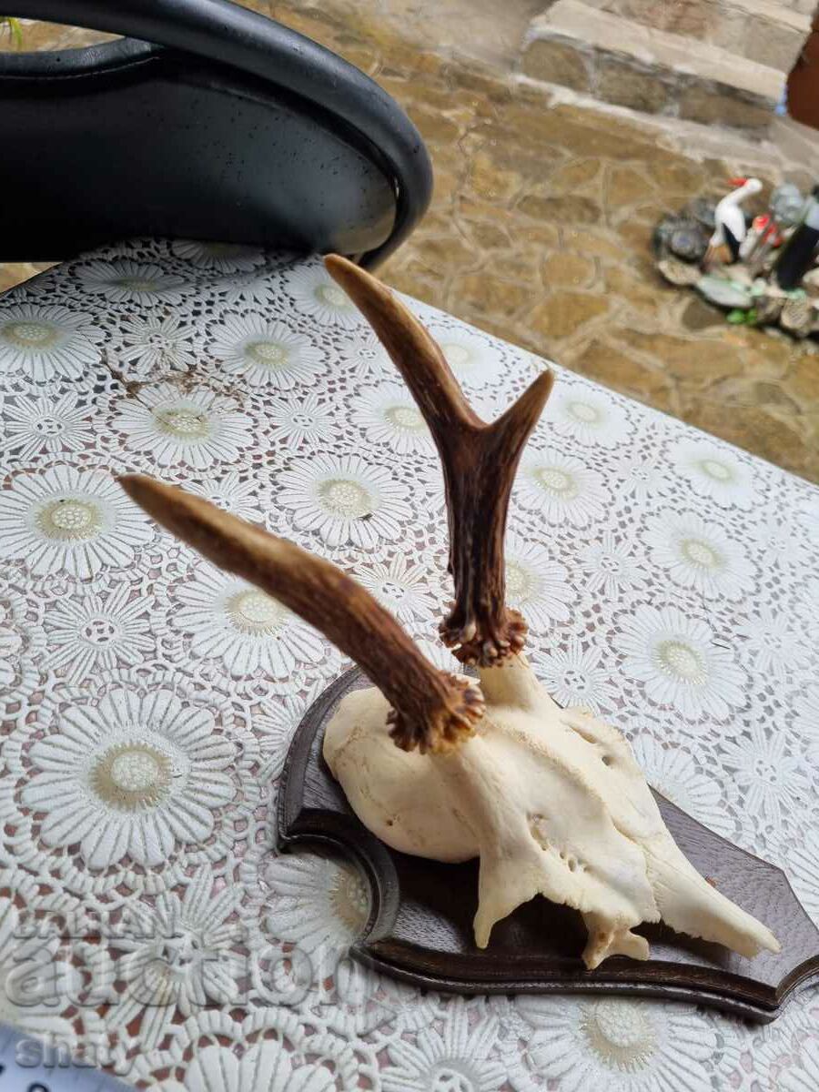 Delivery of Trophy. Horns. Delivery of Trophy. Horns.