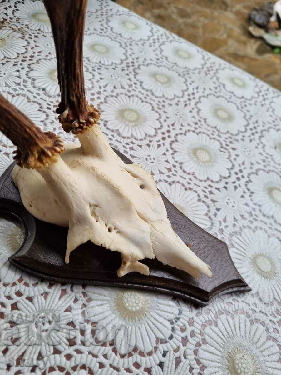 Trophy. Horns. - 5 Trophy. Horns. - 5