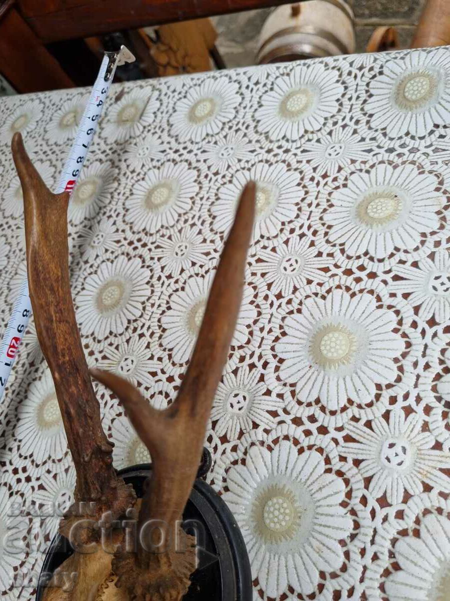 Trophy. Horns. with price 35.00 BGN | € 17.90 Trophy. Horns. with price 35.00 BGN | € 17.90