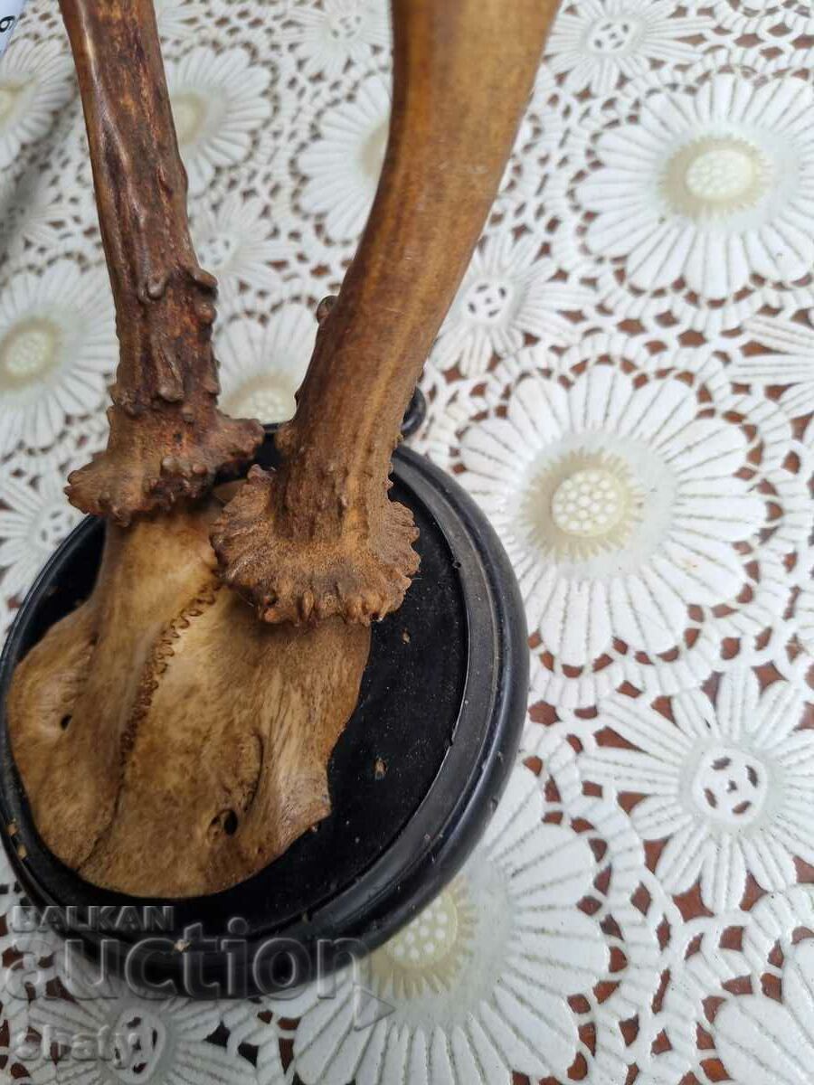 Auction  Trophy. Antlers