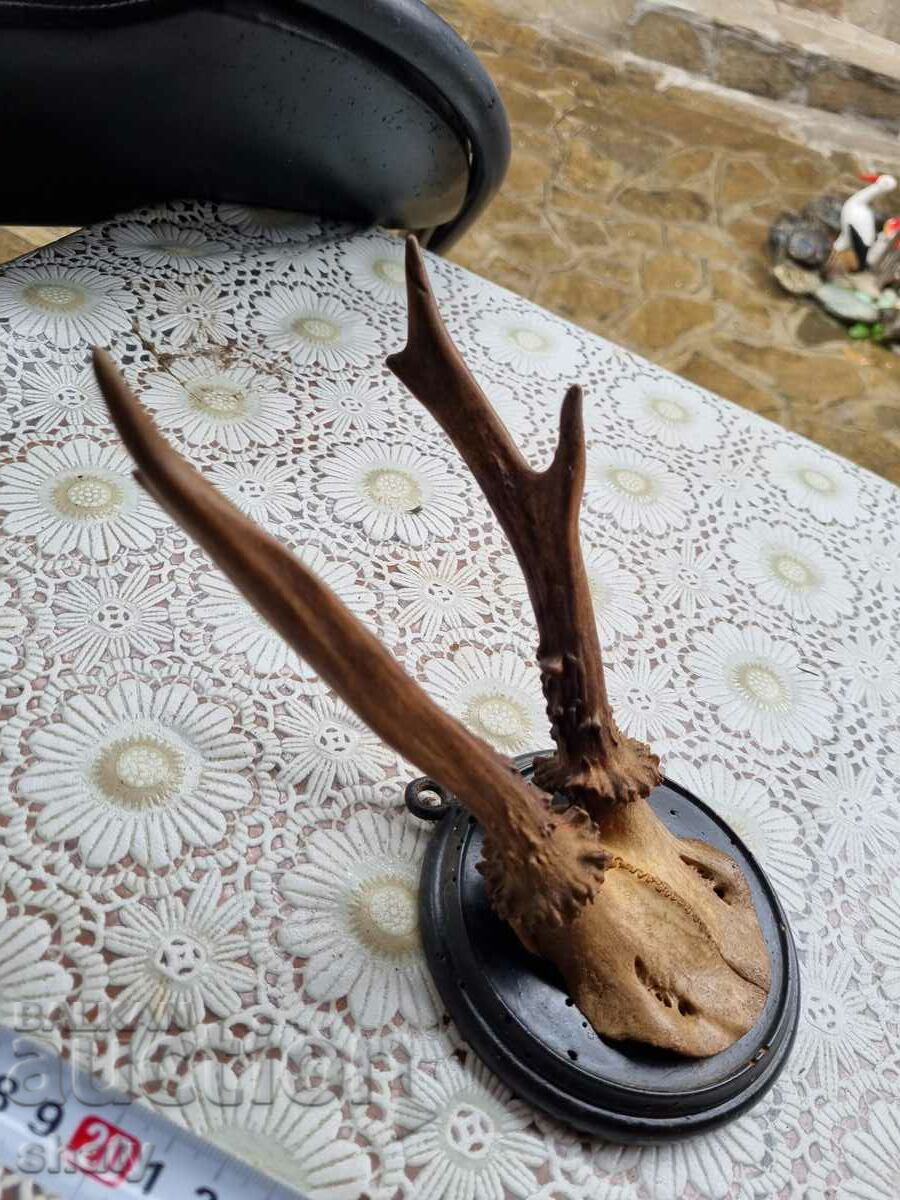 Delivery of Trophy. Horns. Delivery of Trophy. Horns.