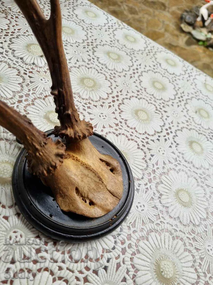 Trophy. Horns. - 5 Trophy. Horns. - 5