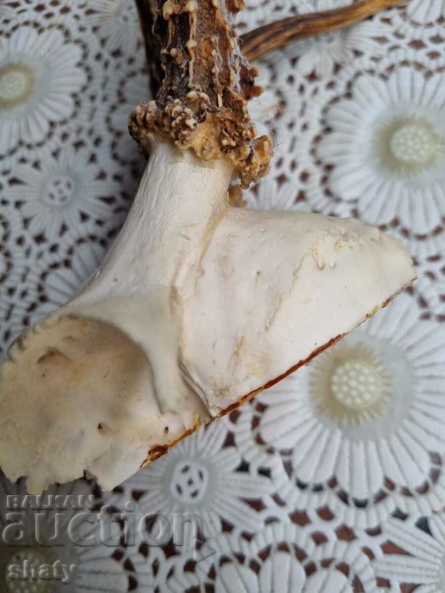 Livrarea Trophy. Corni.