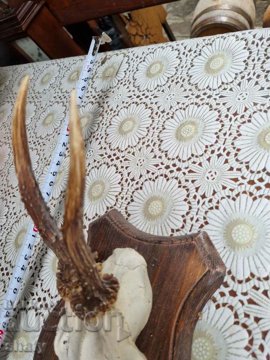 Trophy. Horns. with price 35.00 BGN | € 17.90