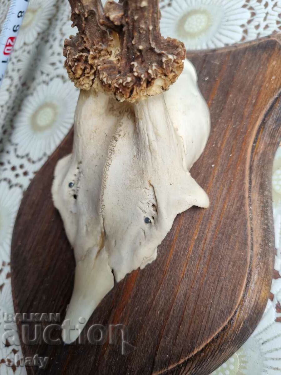 Auction  Trophy. Horns.