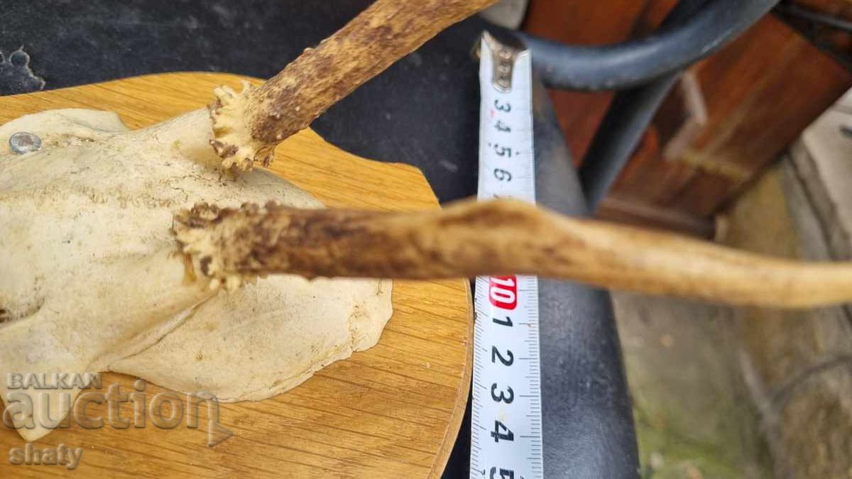 Auction  Trophy. Antlers