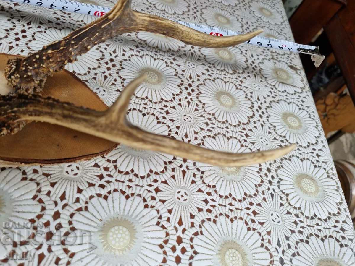 Trophy. Antlers with price € 25.00 | 48.90 BGN