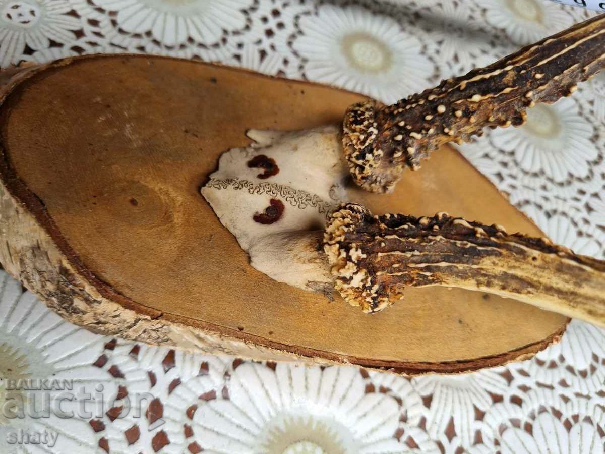 Auction  Trophy. Antlers