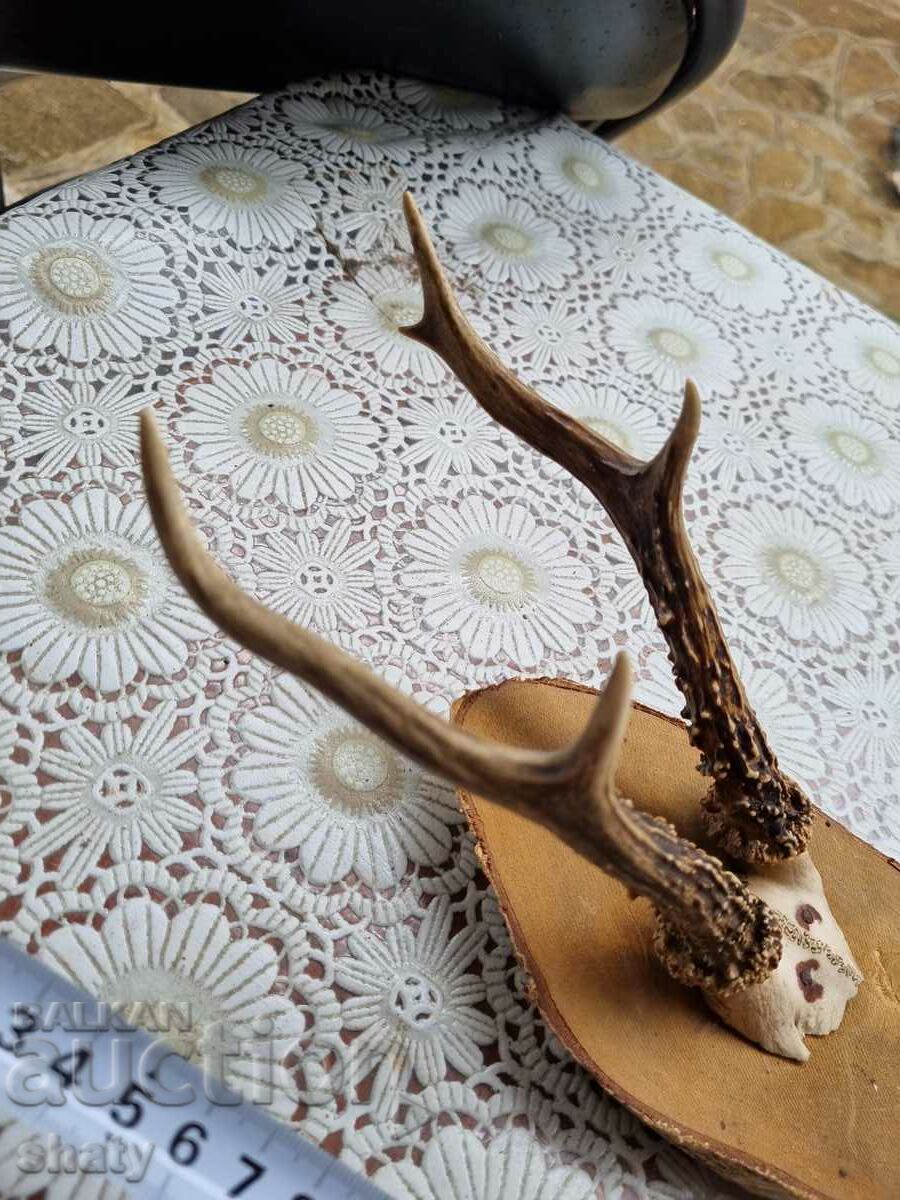 Delivery of Trophy. Antlers