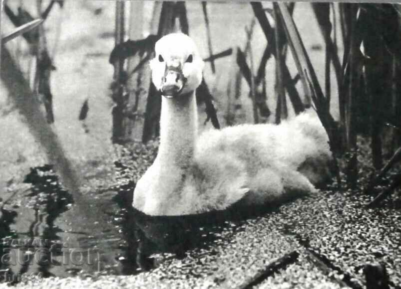Swan chick - clicuna