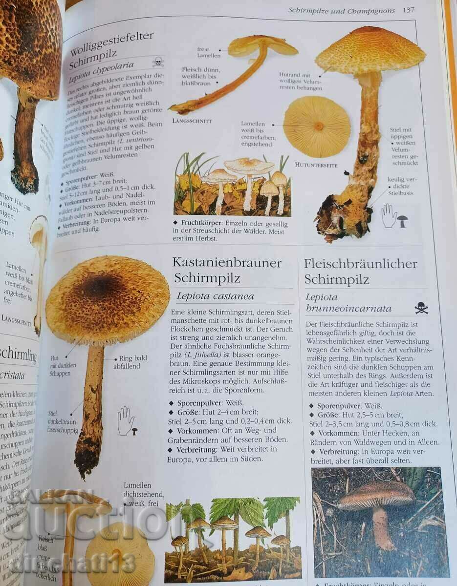 Der neue BLV Pilzatlas. Atlas of Mushrooms - 5 Der neue BLV Pilzatlas. Atlas of Mushrooms - 5