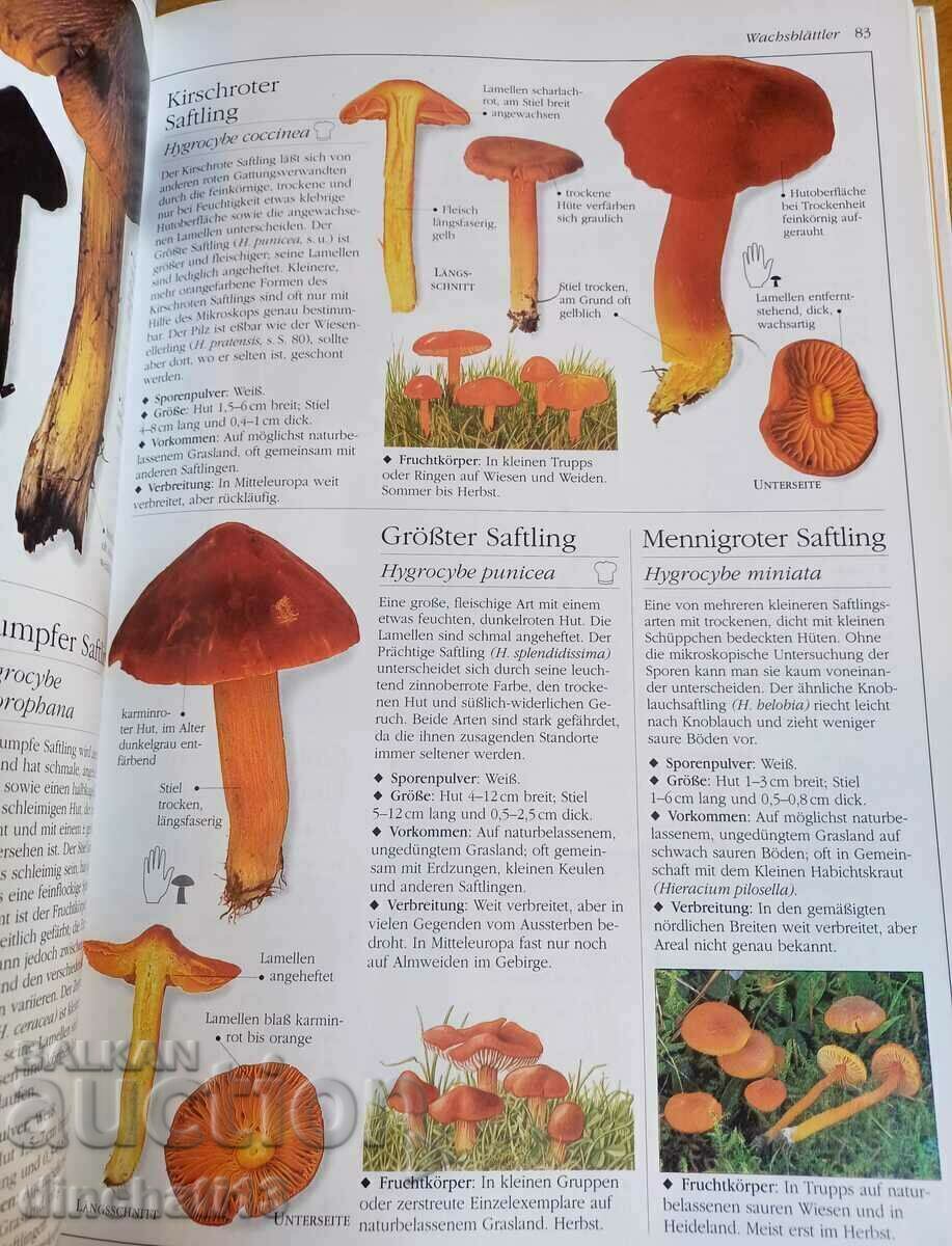 Der neue BLV Pilzatlas. Atlas of Mushrooms - 6 Der neue BLV Pilzatlas. Atlas of Mushrooms - 6