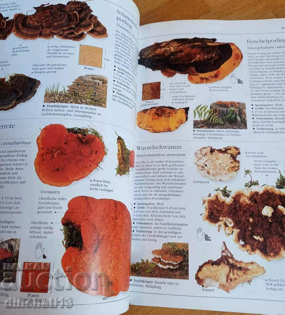 Der neue BLV Pilzatlas. Atlas of Mushrooms - 7 Der neue BLV Pilzatlas. Atlas of Mushrooms - 7