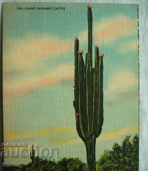 Postcard - Saguaro Cactus, North America, USA with price 2.00 BGN | € 1.02 Postcard - Saguaro Cactus, North America, USA with price 2.00 BGN | € 1.02