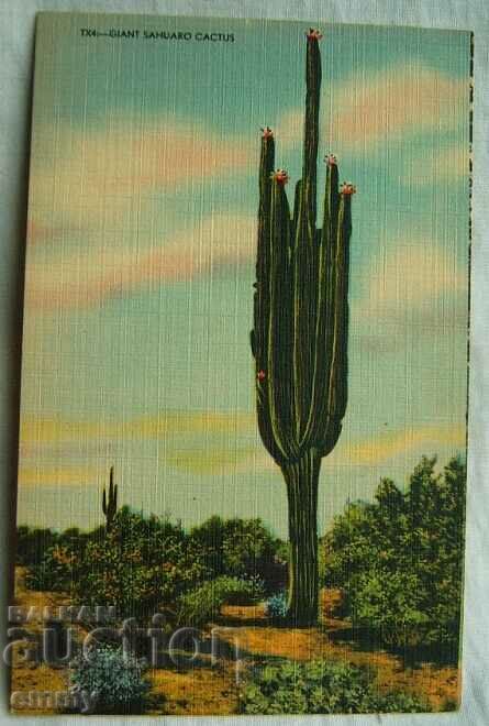 Postcard - Saguaro Cactus, North America, USA
