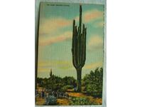 Καρτ ποστάλ - Saguaro Cactus, Βόρεια Αμερική, ΗΠΑ