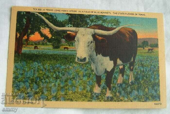 Пощенска картичка - Тексаско говедо с дълги рога, САЩ