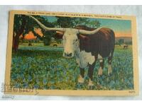 Καρτ ποστάλ - Texas Longhorn Cattle, ΗΠΑ