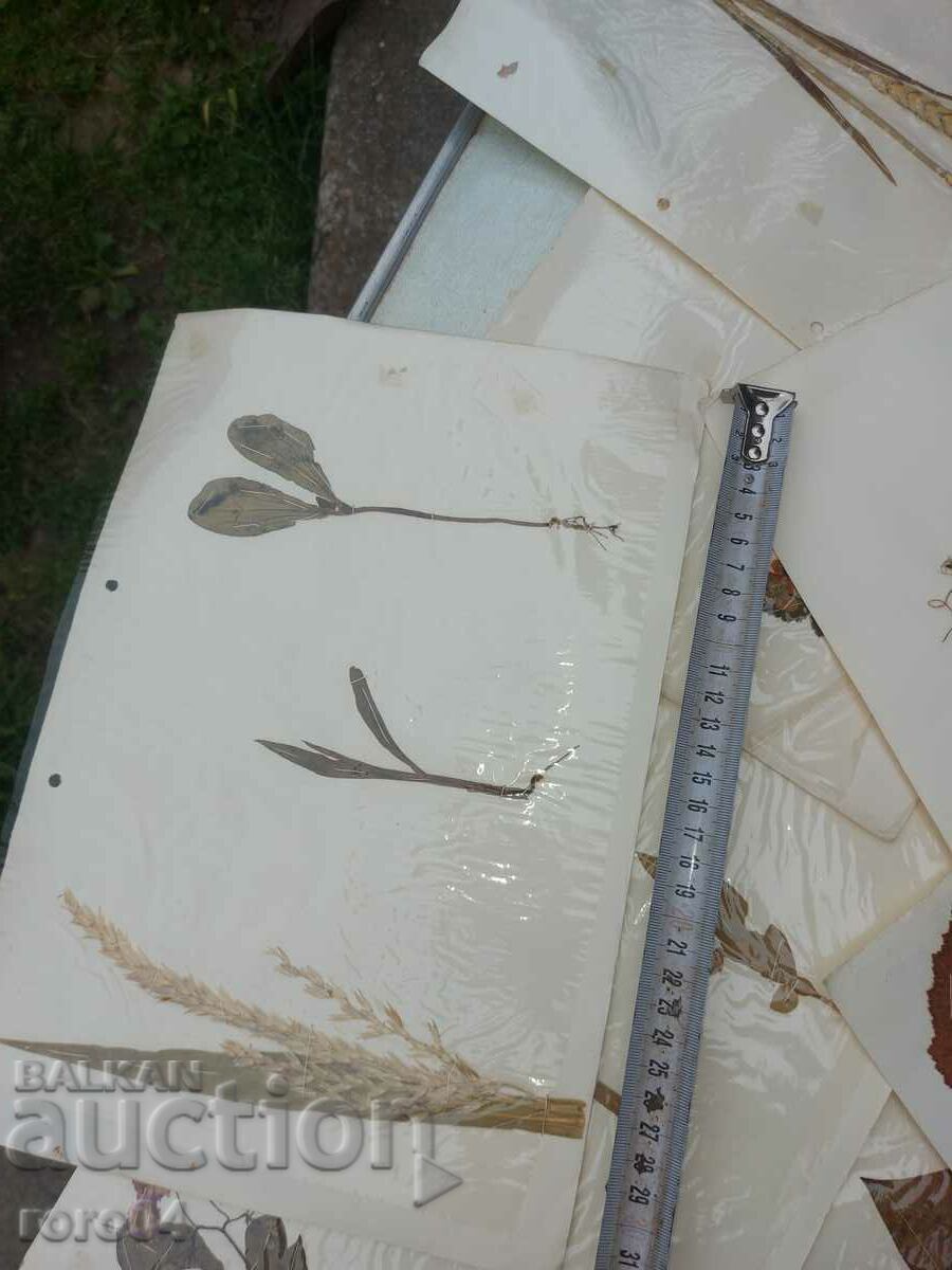 HERBARIUM - 15 SHEETS - IN BLOCK with price 18.00 BGN | € 9.20 HERBARIUM - 15 SHEETS - IN BLOCK with price 18.00 BGN | € 9.20
