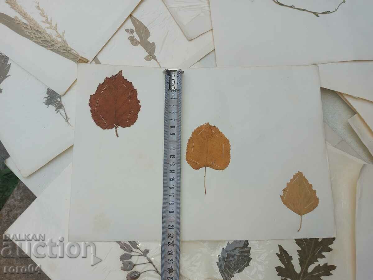 Auction HERBARIUM - 15 SHEETS - IN BLOCK Auction HERBARIUM - 15 SHEETS - IN BLOCK