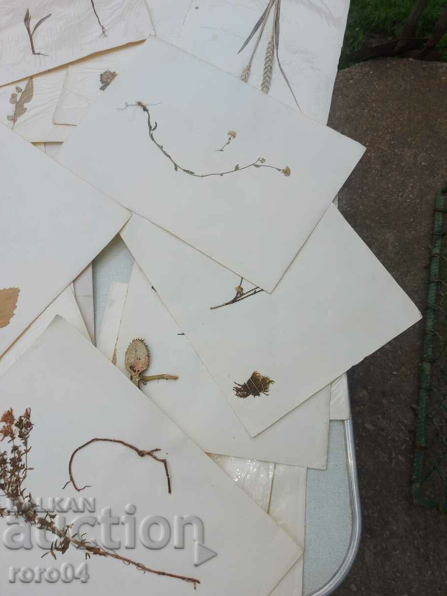 Delivery of HERBARIUM - 15 SHEETS - IN BLOCK Delivery of HERBARIUM - 15 SHEETS - IN BLOCK