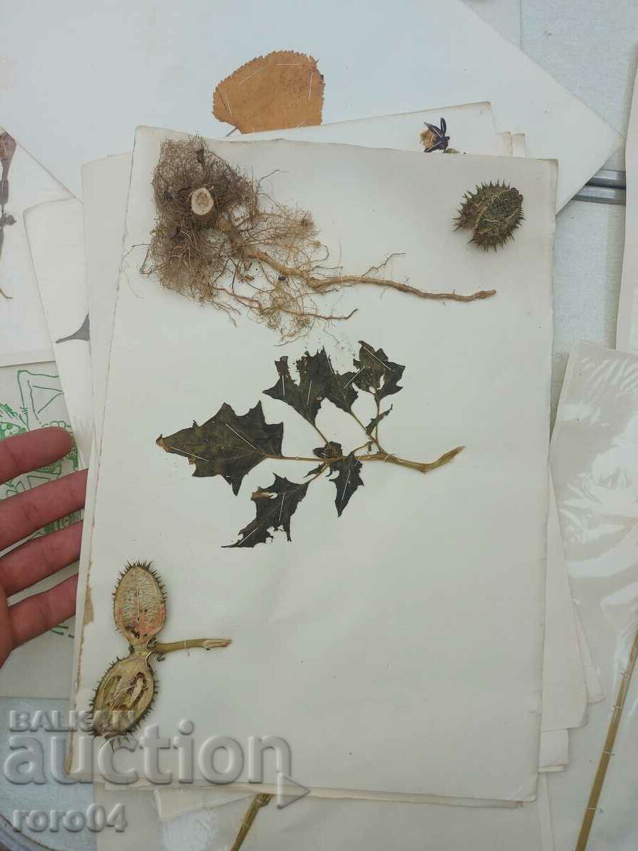 HERBARIUM - 15 SHEETS - IN BLOCK - 5 HERBARIUM - 15 SHEETS - IN BLOCK - 5