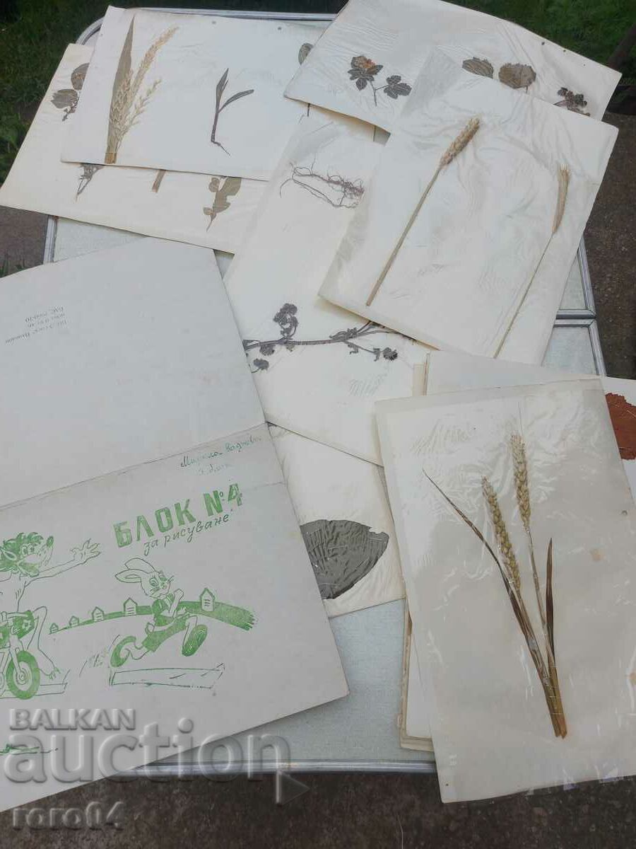 HERBARIUM - 15 SHEETS - IN BLOCK - 6 HERBARIUM - 15 SHEETS - IN BLOCK - 6