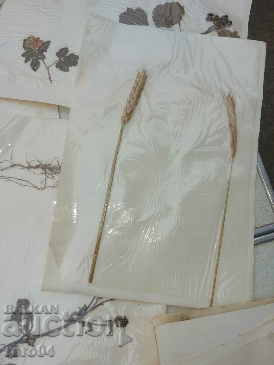 HERBARIUM - 15 SHEETS - IN BLOCK - 7 HERBARIUM - 15 SHEETS - IN BLOCK - 7