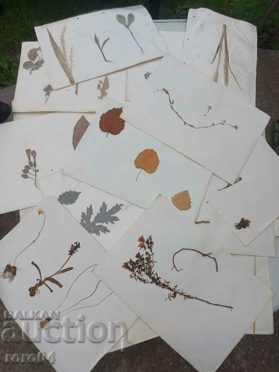 HERBARIUM - 15 COLI - ÎN BLOC