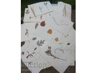 HERBARIUM - 15 SHEETS - IN BLOCK