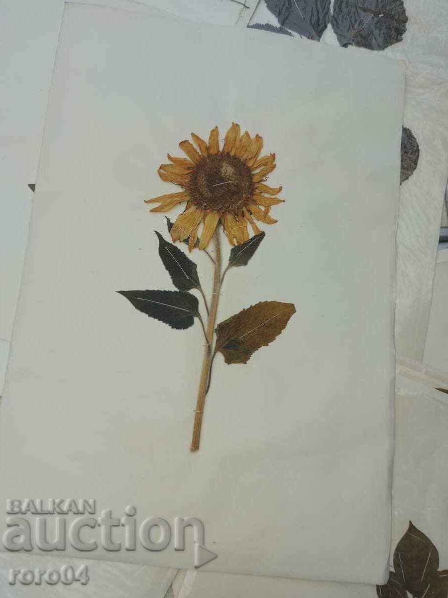 HERBARIUM - 17 LEAVES - IN BLOCK with price 18.00 BGN | € 9.20 HERBARIUM - 17 LEAVES - IN BLOCK with price 18.00 BGN | € 9.20